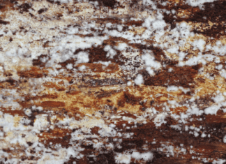 Mould, Bacteria And Improper Storage Of Firewood Improper Storage of Firewood and mould