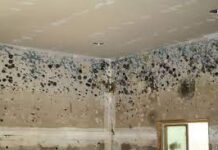 Mould, Bacteria And Water Damage water damage and mould