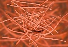 Actinomycetes Actinomycetes