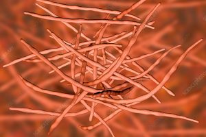 Actinomycetes
