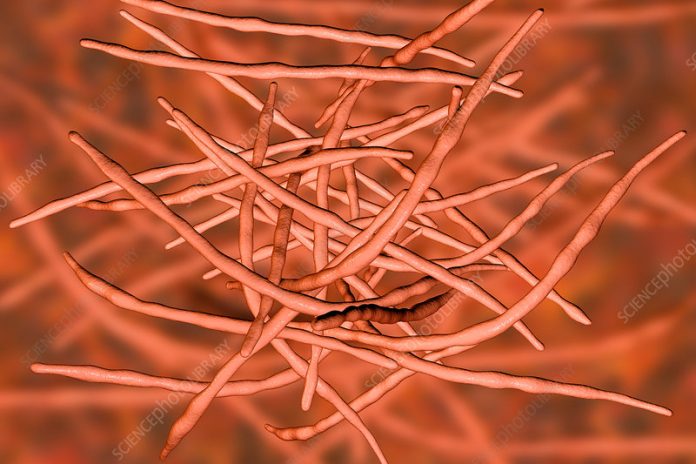 Actinomycete bacteria, illustration Actinomycetes
