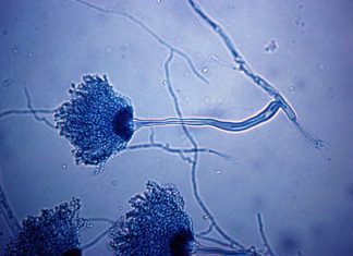 180 Species of Aspergillus Aspergillus