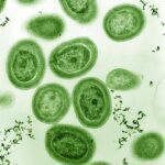 blue green algae cyanobacteria