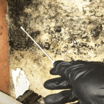 swab testing mould