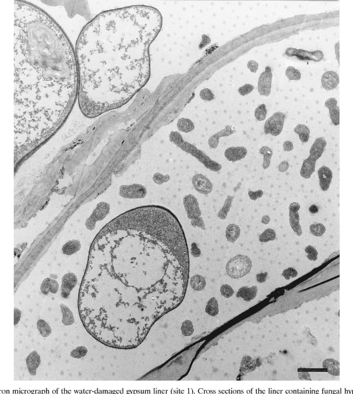 Microbial Contamination in Water Damaged Buildings Microbial Contamination in Water Damaged Buildings