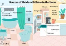 Mould, Bacteria And Musty Odours Mould and Musty Odours