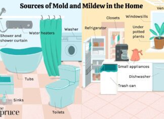 Mould, Bacteria And Musty Odours Mould and Musty Odours