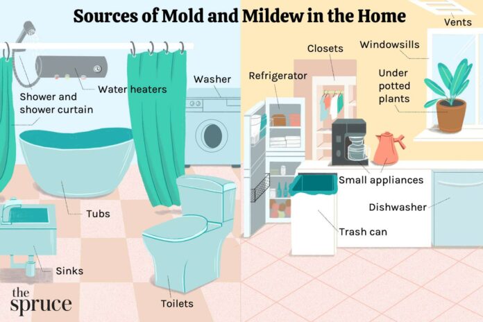 Mould and Musty Odours Mould and Musty Odours