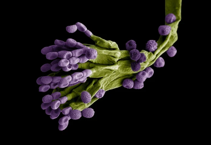 Penicillium Penicillium