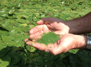 Cyanobacteria