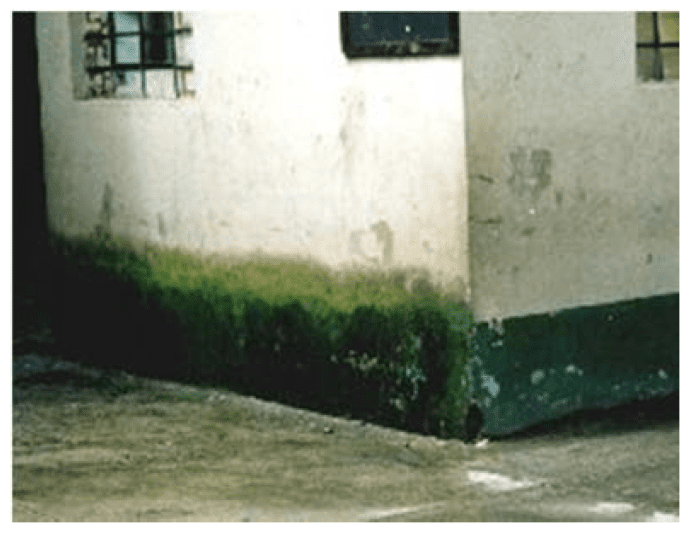 cyanobacteria growth external building cyanobacteria growth external building